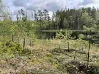 Ein ruhiger See in einem dichten Wald, mit kleinen Bäumen im Vordergrund.