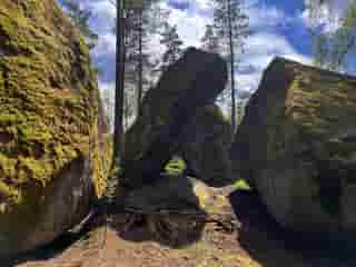 Große, moosbedeckte Felsen in einem Wald, mit hohen Bäumen im Hintergrund.