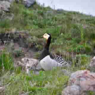 Nonnengans in der Wildnis