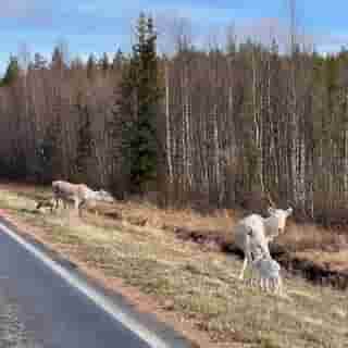 Rentiere am Strassenrand