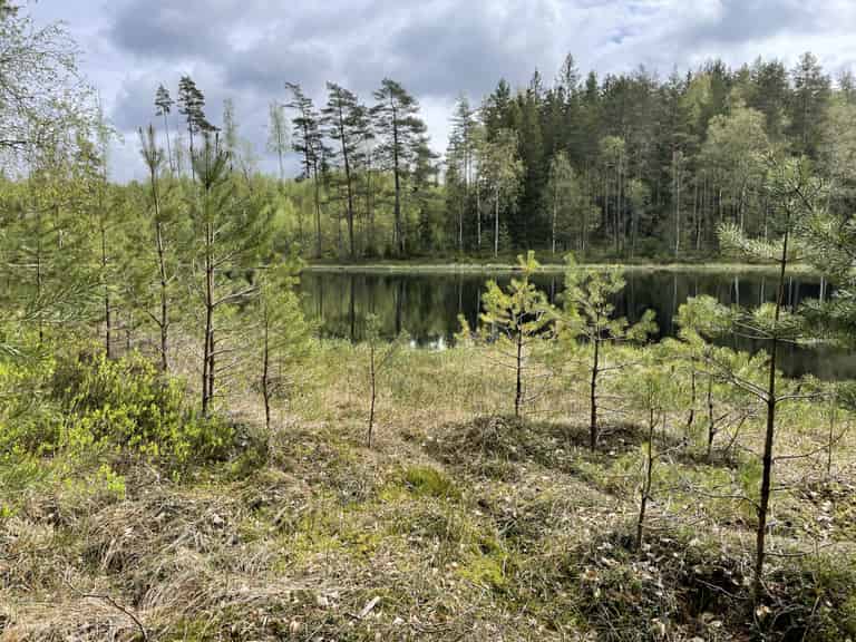 Ein ruhiger See in einem dichten Wald, mit kleinen Bäumen im Vordergrund.