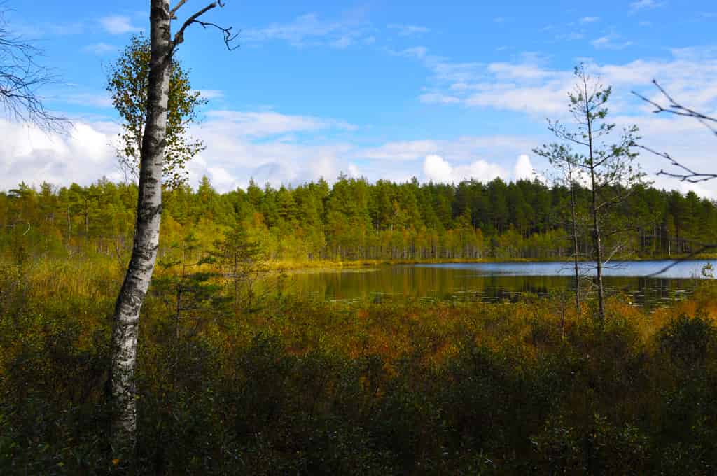 Bild Herbst