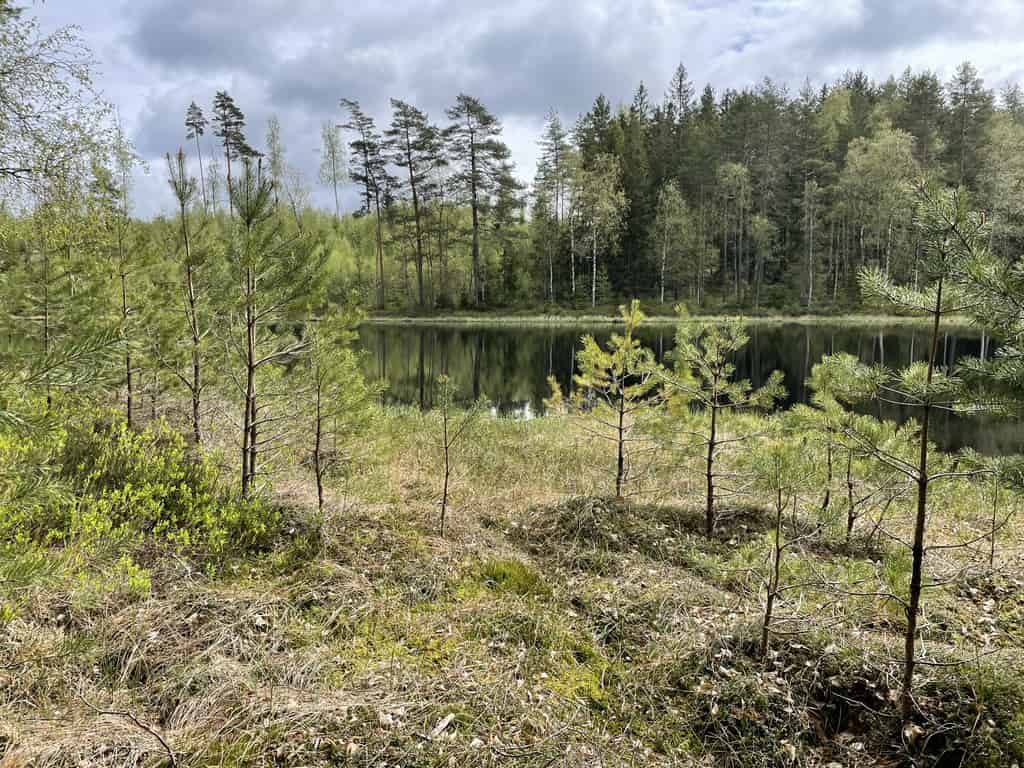 Ein ruhiger See in einem dichten Wald, mit kleinen Bäumen im Vordergrund.