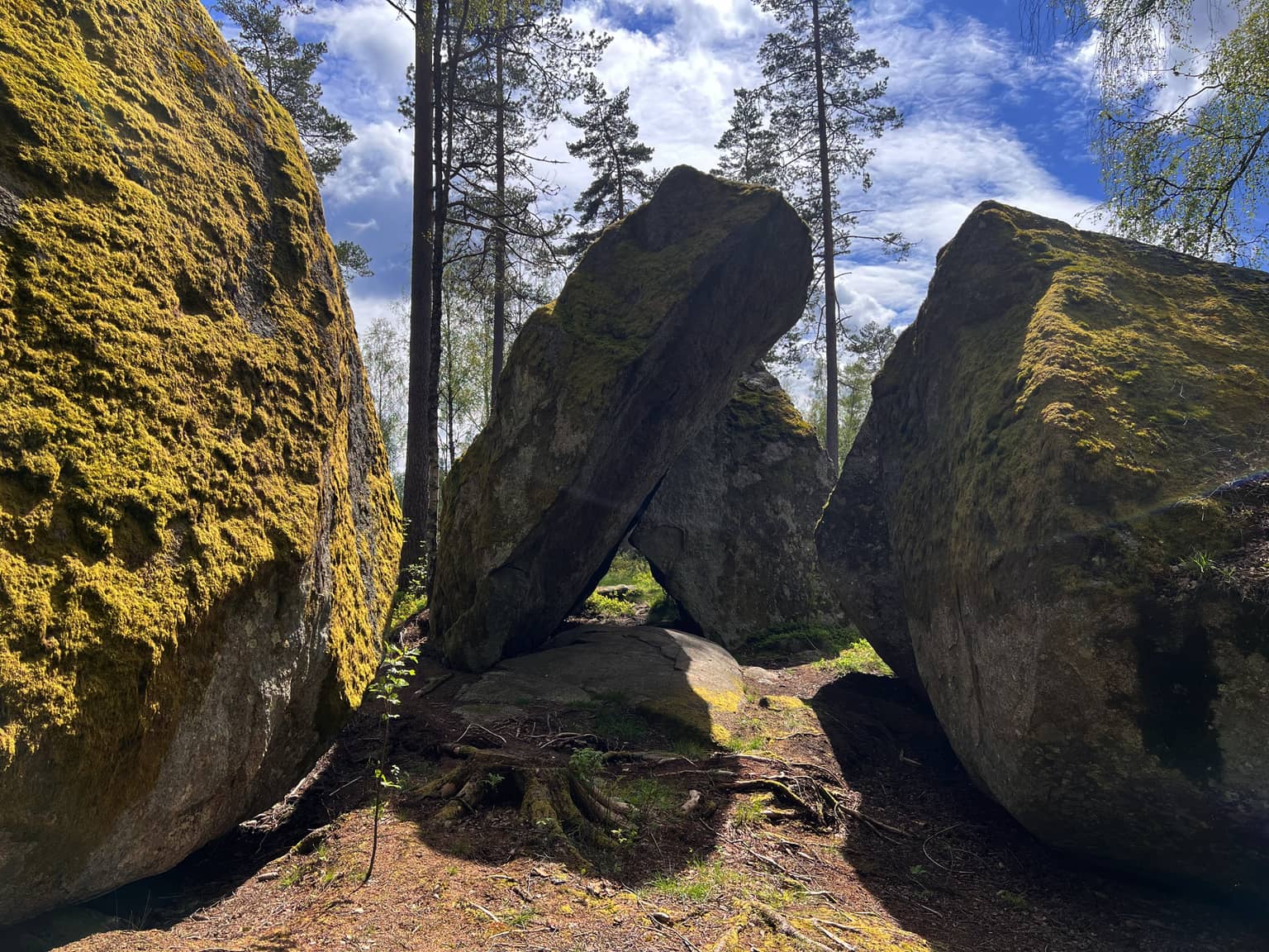 Große, moosbedeckte Felsen in einem Wald, mit hohen Bäumen im Hintergrund.