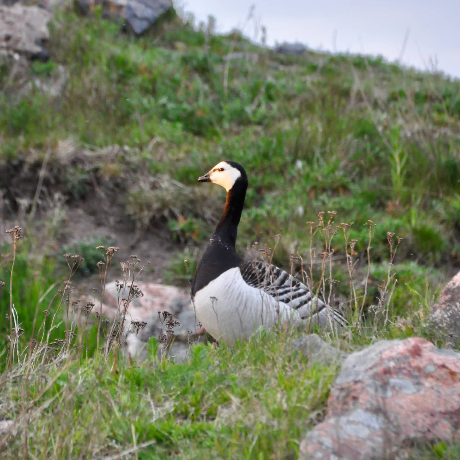 Nonnengans in der Wildnis